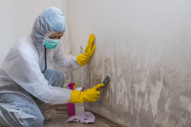 Best Mold Remediation for Specific Building Types in Volga, SD