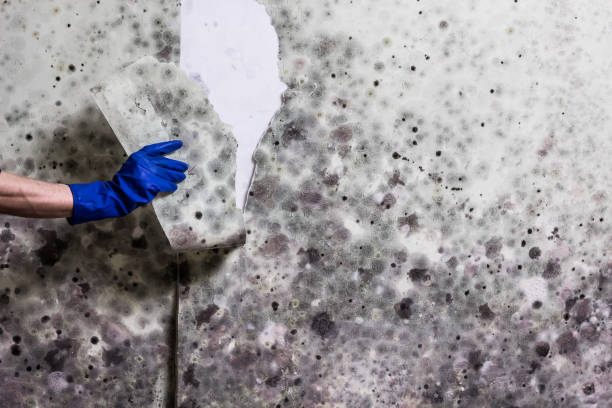 Best Residential Mold Remediation in Volga, SD